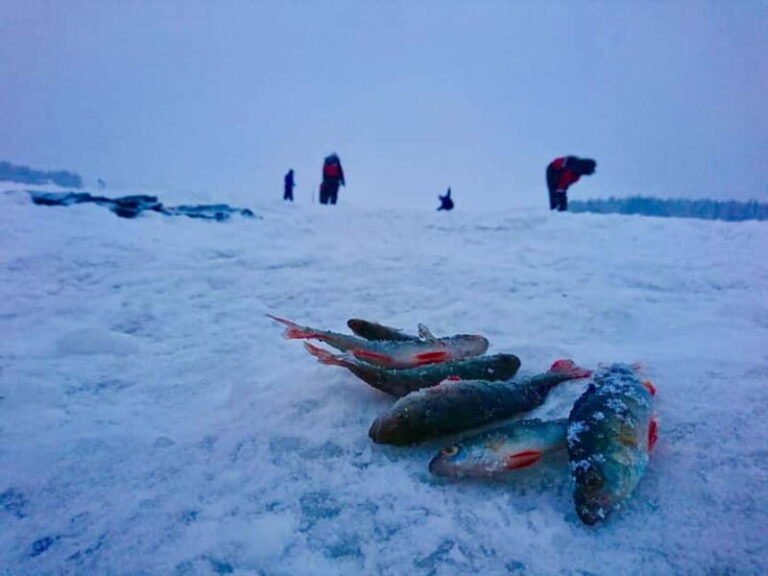 Rovaniemi: Ice Fishing by Snowmobile - Who This Tour Is Perfect For