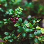 Rovaniemi: Insider Berry and Mushroom Picking & Pancakes - Who Will Love This Tour?