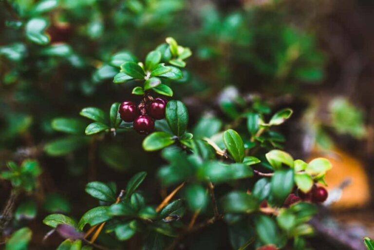 Rovaniemi: Insider Berry and Mushroom Picking & Pancakes - Who Will Love This Tour?