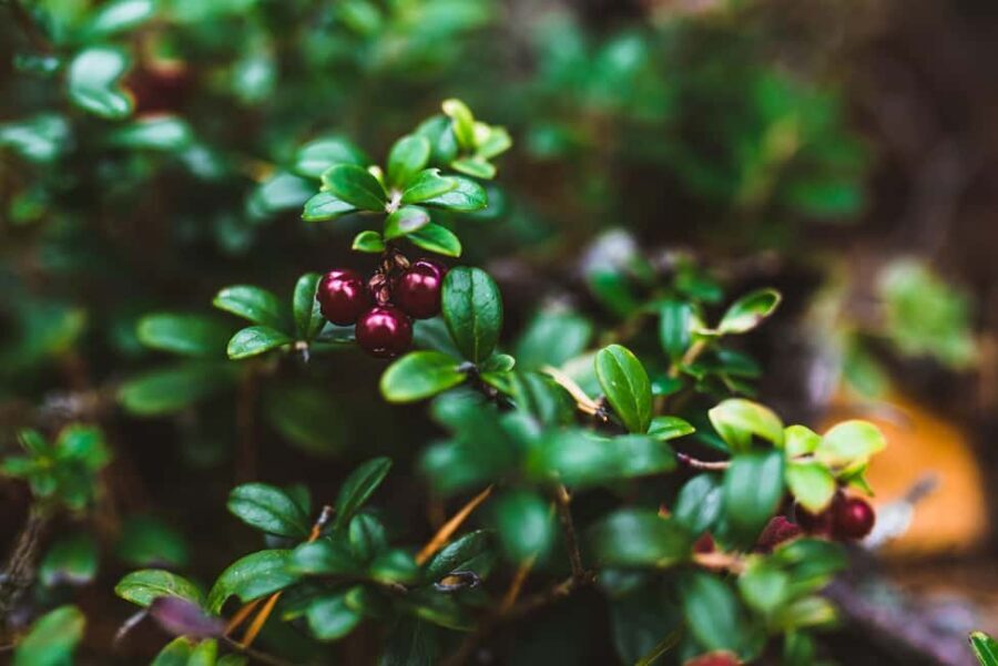 Rovaniemi: Insider Berry and Mushroom Picking & Pancakes - Who Will Love This Tour?