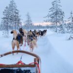 Rovaniemi: Lapland Wilderness Husky Safari 7,5 km - Practical Details & Logistics