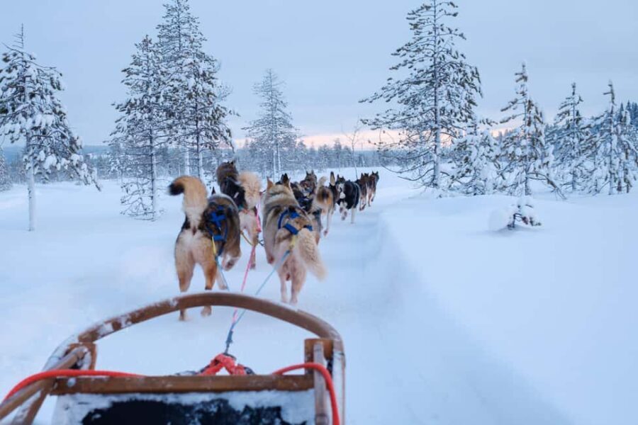 Rovaniemi: Lapland Wilderness Husky Safari 7,5 km - Practical Details & Logistics