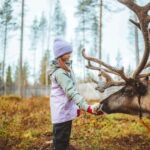 Rovaniemi: Meet and Feed Reindeer - Good To Know