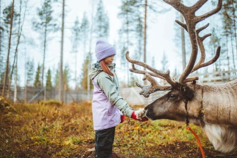 Rovaniemi: Meet and Feed Reindeer - Good To Know