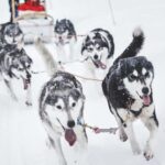 Rovaniemi: One Hour Husky Adventure - Why This Tour Offers Great Value