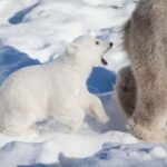 Rovaniemi: Ranua Wildlife Park Day Trip - The Itinerary in Detail