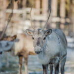 Rovaniemi: Reindeer Experience with Sleigh Ride - Why You Should Consider This Tour