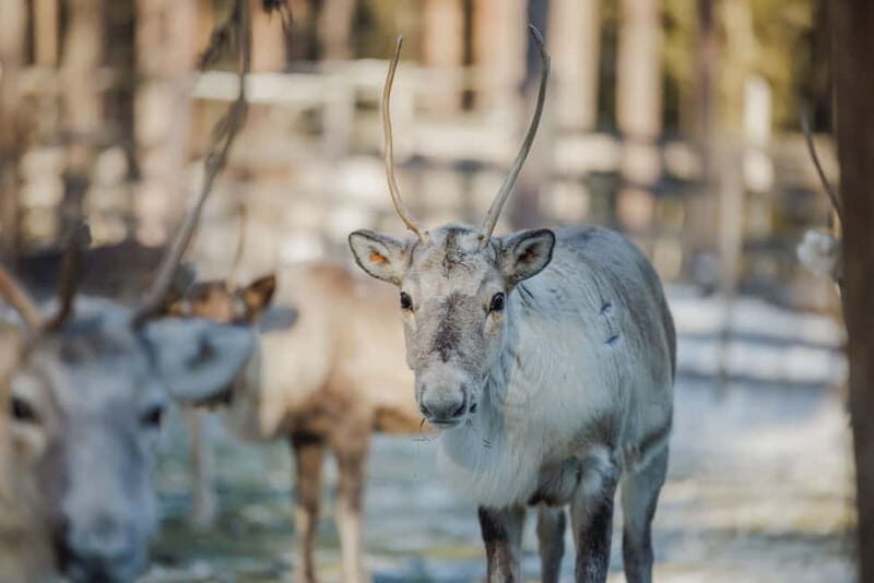 Rovaniemi: Reindeer Experience with Sleigh Ride - Why You Should Consider This Tour