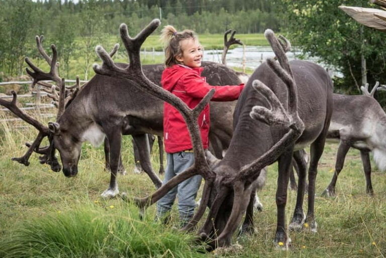 Rovaniemi: Reindeer Farm Visit at Autumn - What to Expect During the Tour