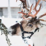 Rovaniemi: Reindeer, Huskies & Santa Claus Village - Husky Sledding: Energetic and Heartwarming