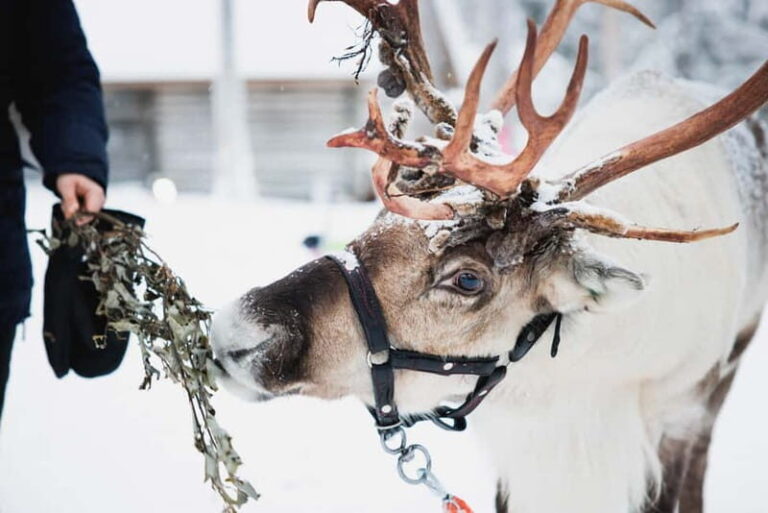 Rovaniemi: Reindeer, Huskies & Santa Claus Village - Husky Sledding: Energetic and Heartwarming