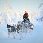 Rovaniemi: Reindeer & Husky Safari with Lunch - Final Thoughts