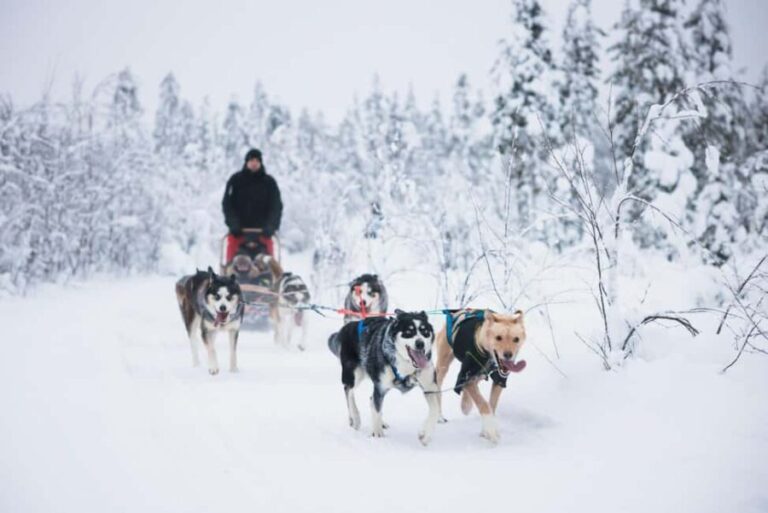 Rovaniemi: Self-Driving Husky Tour 7-kilometers - A Closer Look at the Husky Self-Driving Tour