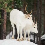 Rovaniemi: Snowshoe trip to meet reindeer - Discovering Rovaniemi’s Snowshoe Adventure