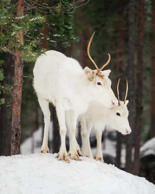Rovaniemi: Snowshoe trip to meet reindeer - Discovering Rovaniemi’s Snowshoe Adventure