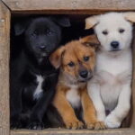 Rovaniemi: Summer Husky Kennel Tour and Cart Ride - What to Expect During the Tour