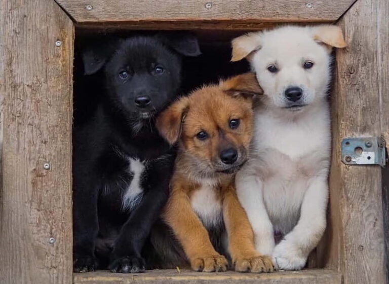 Rovaniemi: Summer Husky Kennel Tour and Cart Ride - What to Expect During the Tour