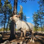 Rovaniemi: Visit Authentic Family-owned Reindeer Farm - The Value of This Experience