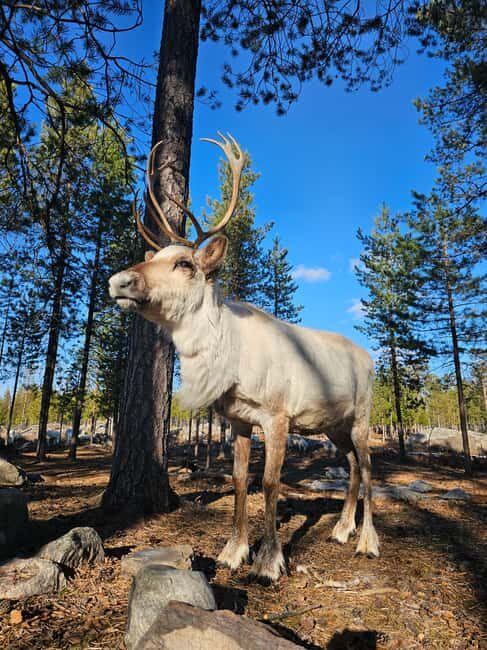 Rovaniemi: Visit Authentic Family-owned Reindeer Farm - The Value of This Experience