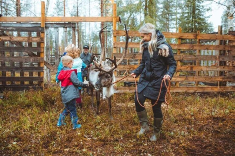 Rovaniemi: Walk with Reindeer - What to Expect from the Reindeer Walk