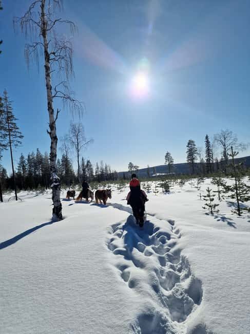 Rovaniemi: Winter Horseback Ride on Snowy Hills and Forests - What to Expect and How It Breaks Down