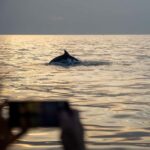 Rovinj: Dolphins at Sunset & Island Swimming Speedboat Tour - Dolphin Watching: Respectful Encounters and Unforgettable Moments