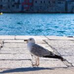 Rovinj: Guided Tour with Lunch & Transfer - In-Depth Breakdown: What Makes This Tour Stand Out