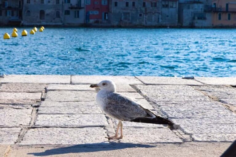 Rovinj: Guided Tour with Lunch & Transfer - In-Depth Breakdown: What Makes This Tour Stand Out