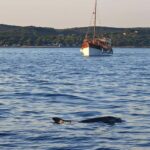 Rovinj: Sunset Lim Fjord Tour with BBQ, Swimming & Dolphins - The Experience in Detail