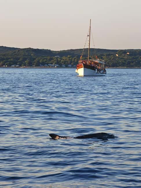 Rovinj: Sunset Lim Fjord Tour with BBQ, Swimming & Dolphins - The Experience in Detail