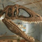 Royal Ontario Museum Toronto Tour with Skip-the-Line Tickets - The Value of Guided Exploration