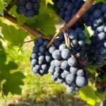 Rüdesheim - Wine tasting - A journey of pleasure through 5 wines - Practical Details: What to Know Before Booking