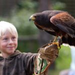 Ruhla: Ticket for a flight show with eagles, owls, and more. - The Value and Practical Aspects