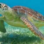 Ruins Sea Turtles and Cenote Adventure in Tulum - Akumal Beach: Snorkeling with Sea Turtles
