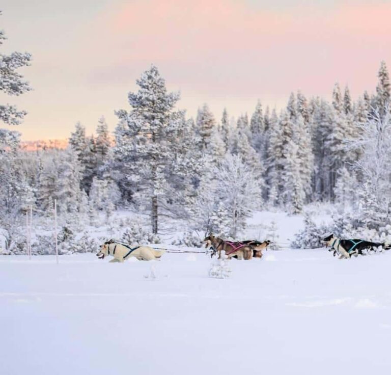 Ruka: Husky Ride and Farm Visit + Fireside Treats - Final Thoughts