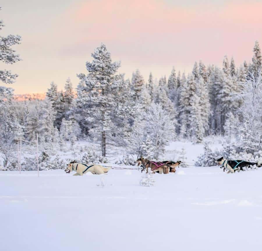 Ruka: Husky Ride and Farm Visit + Fireside Treats - Final Thoughts