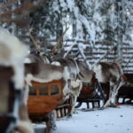 RUKA: Reindeer Feeding, Sleigh Ride & Fireside Delicacies - Who Would Love This Tour?