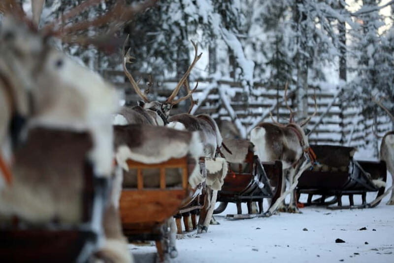 RUKA: Reindeer Feeding, Sleigh Ride & Fireside Delicacies - Who Would Love This Tour?