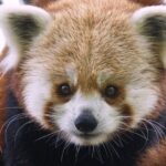 Sacramento Zoo General Admission Ticket - Who Would Love This Experience?