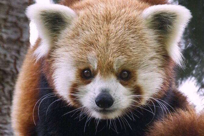 Sacramento Zoo General Admission Ticket - Who Would Love This Experience?