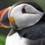 Safe Ride for Travellers to Edmonton - FAQ