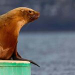Sail Bainbridge Island & Seattle Waters - Classic Sailboat - Why This Tour Offers Great Value