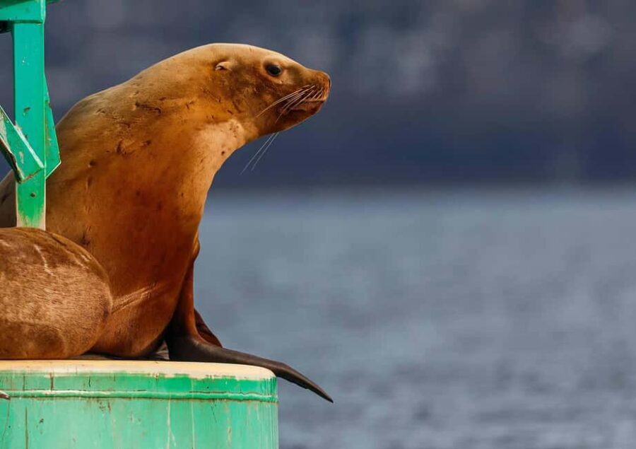 Sail Bainbridge Island & Seattle Waters - Classic Sailboat - Why This Tour Offers Great Value