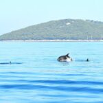 Sail & Swim 4 Hour Afternoon Tour - Why Choose the Sail & Swim Tour?