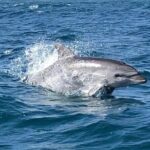 Sailing, swimming, snorkeling, & relaxing in Castelsardo, Sardinia - Learning and Participating