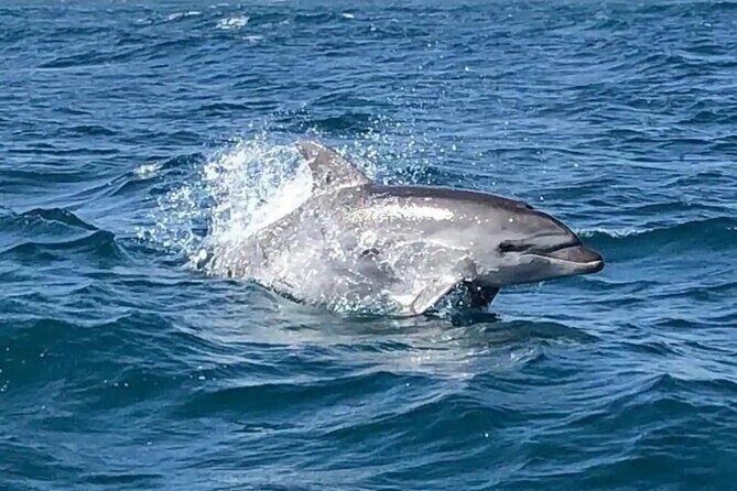 Sailing, swimming, snorkeling, & relaxing in Castelsardo, Sardinia - Learning and Participating