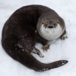 Saint Felicien: Admission to Zoo Sauvage - Final Thoughts: Is it Worth Visiting?