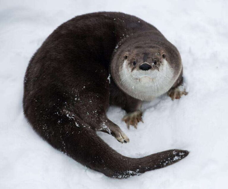 Saint Felicien: Admission to Zoo Sauvage - Final Thoughts: Is it Worth Visiting?