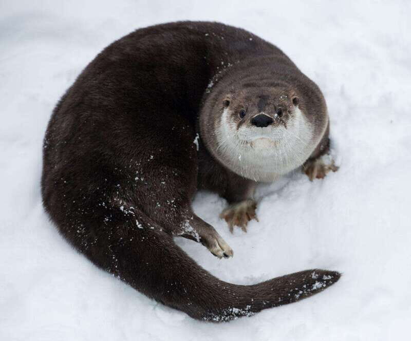 Saint Felicien: Admission to Zoo Sauvage - Final Thoughts: Is it Worth Visiting?