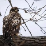 Saint Joseph: Missouri Eagle Waterfowl Photography Tour - Who Should Consider This Tour?